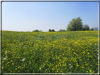 foto Paesaggi Collinari in Primavera